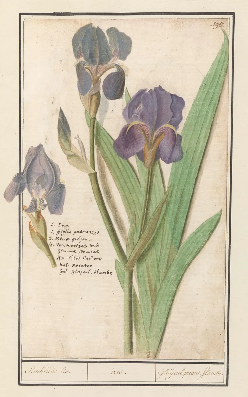 Paarse Iris Iris Germanica Stinkende Lis Iris Glaijeul Puant Flambe Wall Art by Anselmus Boëtius de Boodt - High-Resolution Digital Print