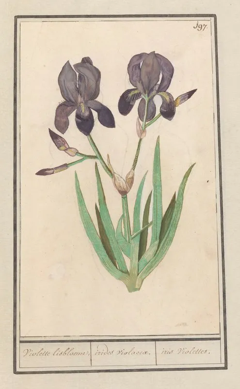 Paarse Iris Iris Germanica Voilette Lisbloeme Irides Violaceae Iris Violettes Wall Art by Anselmus Boëtius de Boodt - High-Resolution Digital Print