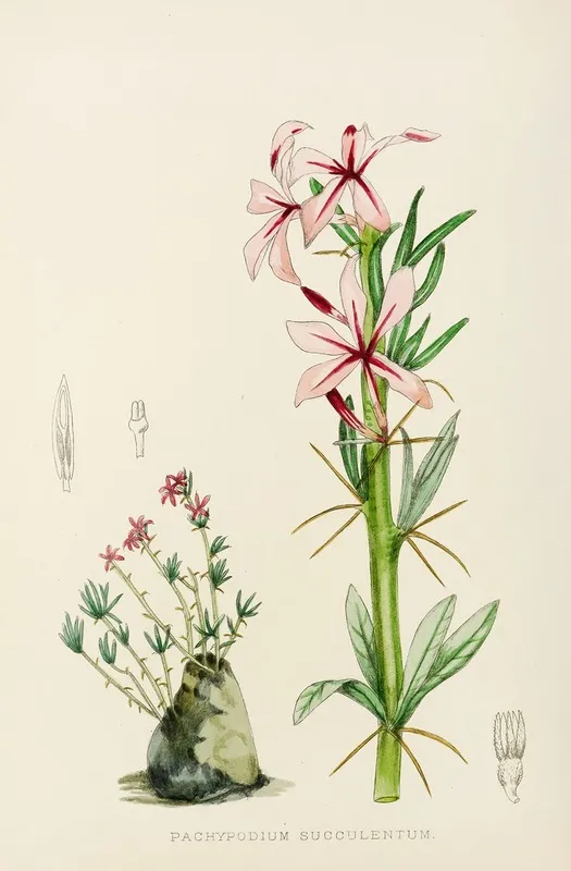 Pachypodium Succulentum Wall Art by Illtyd Buller Pole-Evans - High-Resolution Digital Print