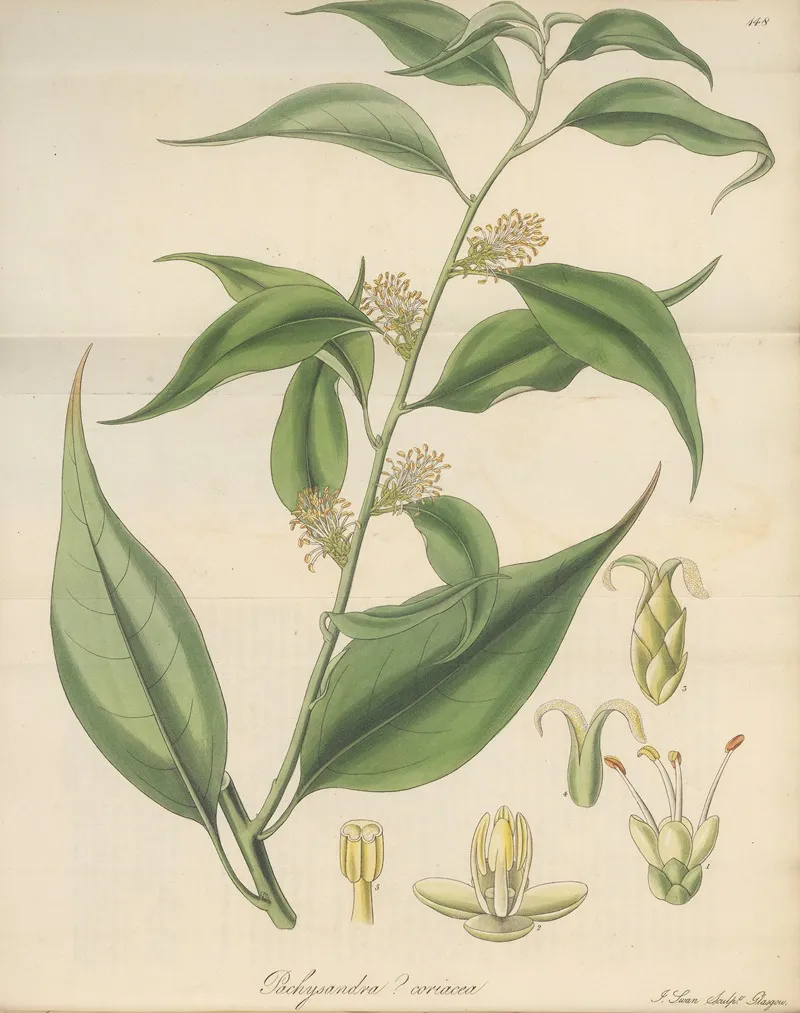 Pachysandra Coriacea Wall Art by William Jackson Hooker - High-Resolution Digital Print