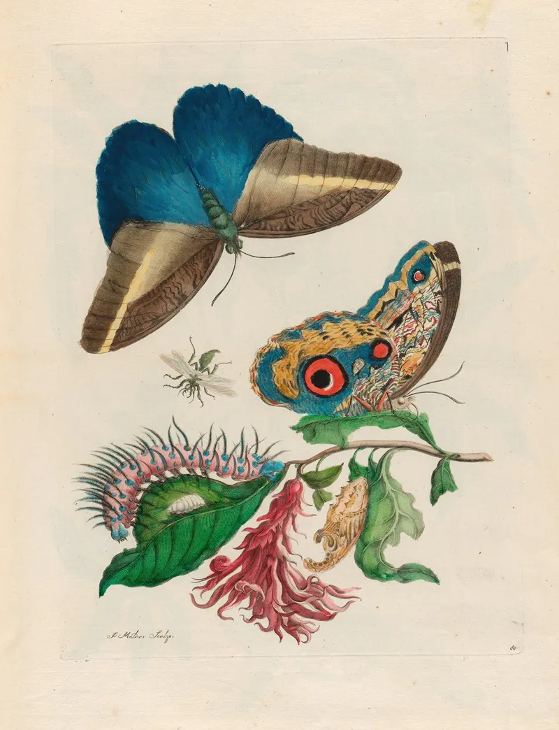 Pachystachys Coccinea 2
