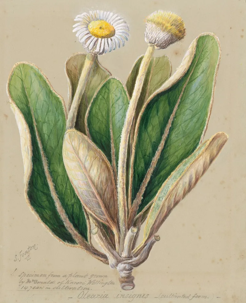 Pachystegia Insignis Wall Art by Sarah Featon - High-Resolution Digital Print