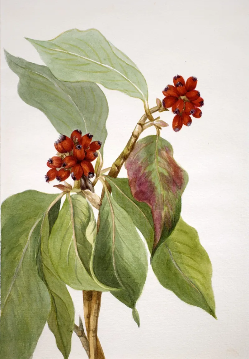 Pacific Dogwood Cornus Nuttallii 2