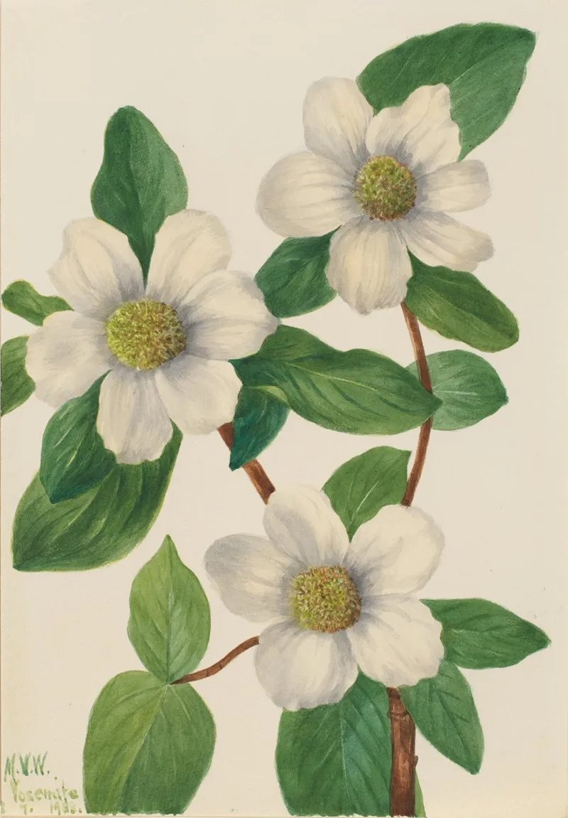 Pacific Dogwood Cornus Nuttallii