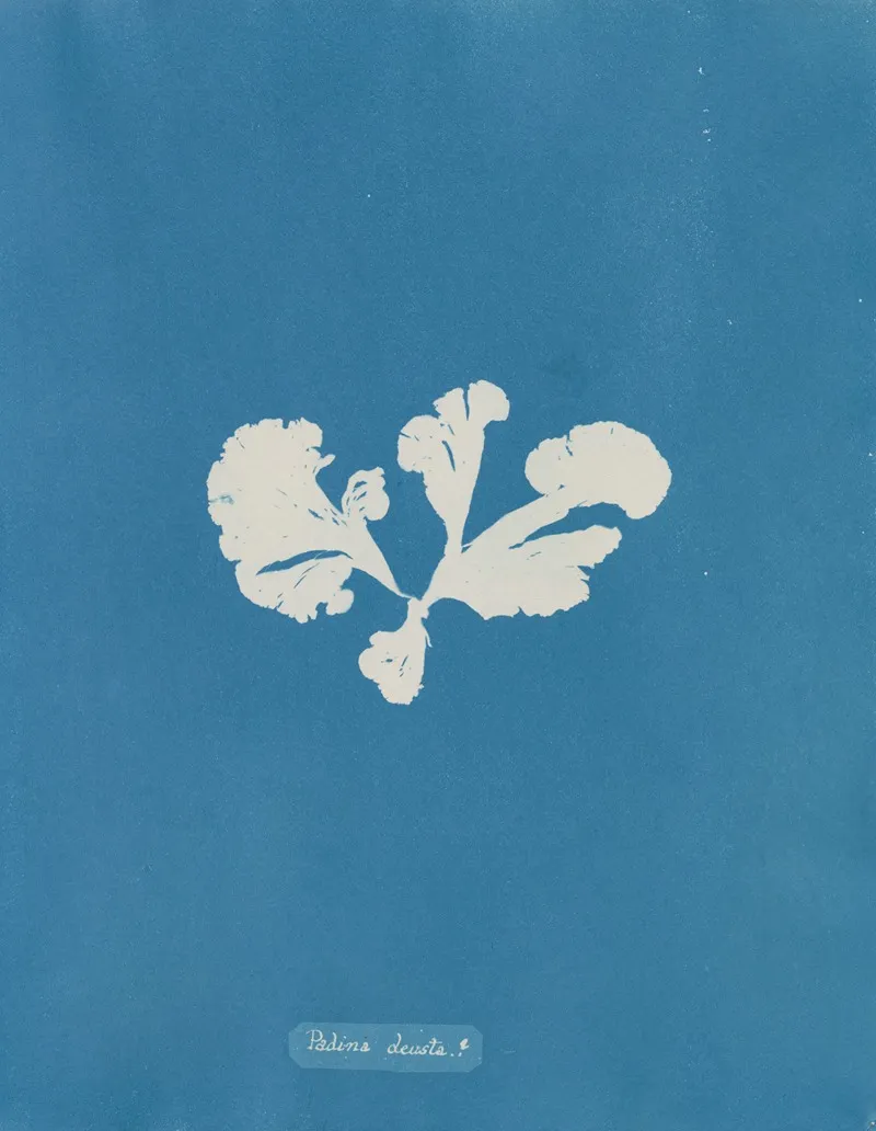 Padina Deusta 2 Wall Art by Anna Atkins - High-Resolution Digital Print