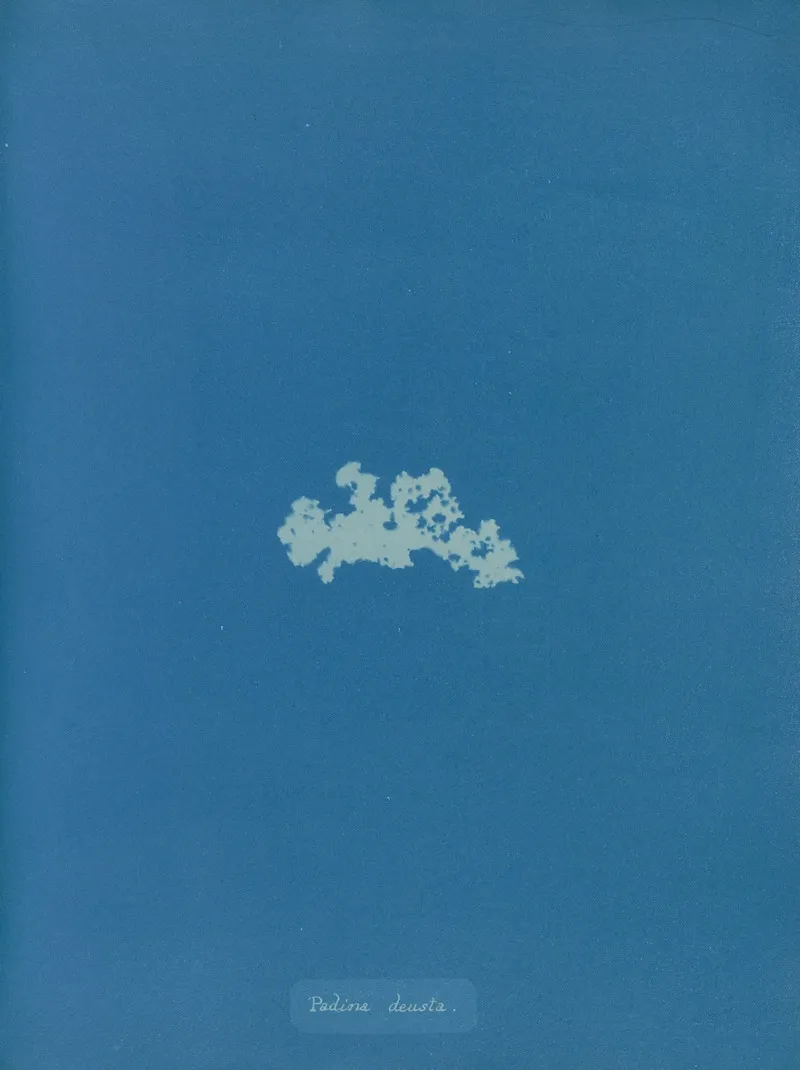 Padina Deusta Wall Art by Anna Atkins - High-Resolution Digital Print