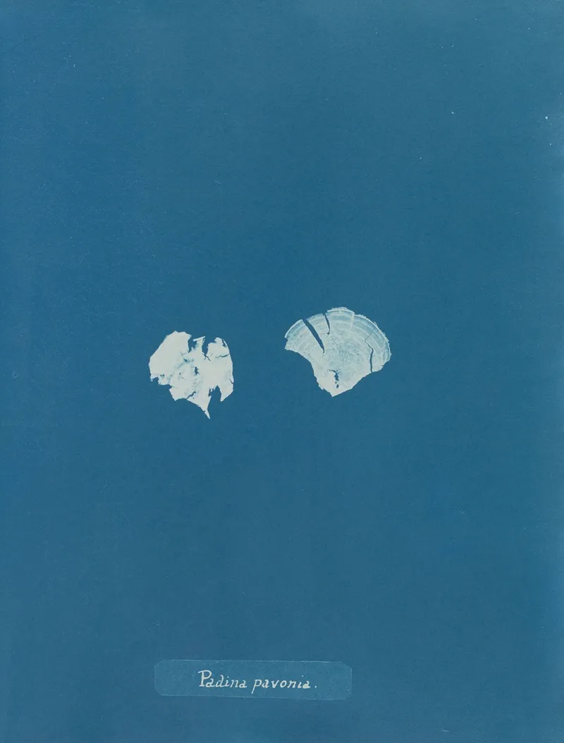 Padina Pavonia 2 Wall Art by Anna Atkins - High-Resolution Digital Print