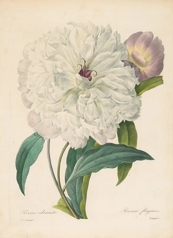 Paeonia Flagrans Peony Wall Art by Pierre Joseph Redouté - High-Resolution Digital Print