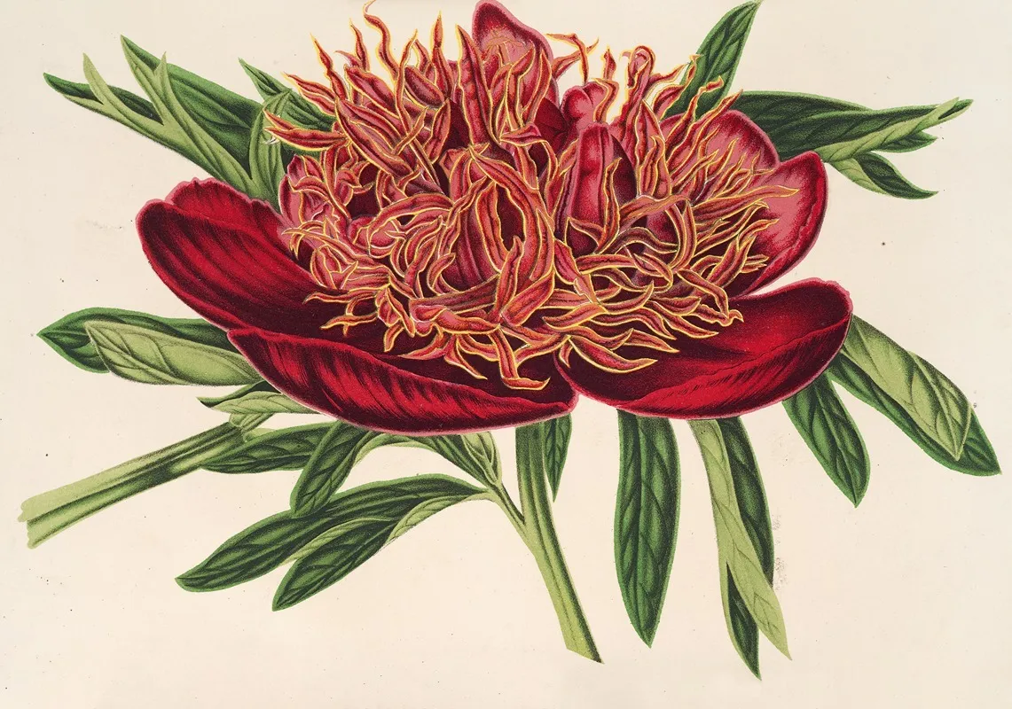 Paeonia Officicinalis Var Aureo Limbata Wall Art by Charles Antoine Lemaire - High-Resolution Digital Print