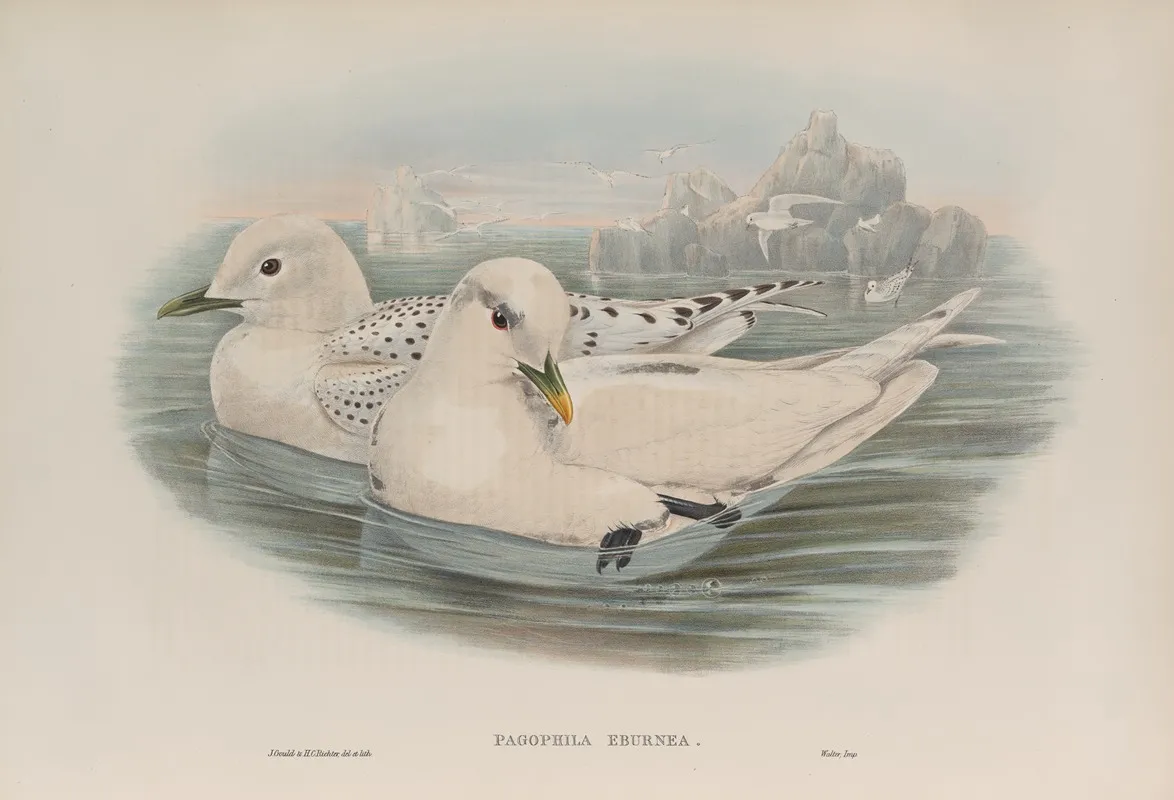 Pagophila Eburnea Ivory Gull Wall Art by John Gould - High-Resolution Digital Print
