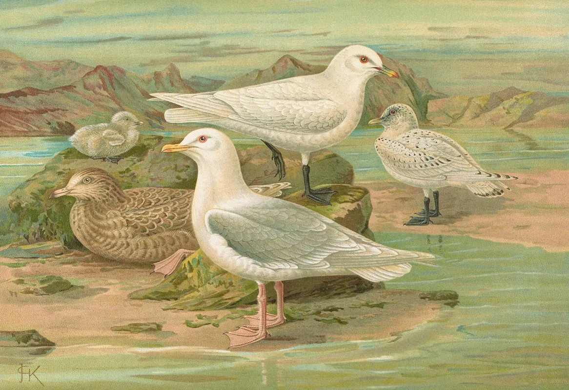 Pagophila Eburnea Phipps Larus Leucopterus Faber Wall Art by Johann Friedrich Naumann - High-Resolution Digital Print