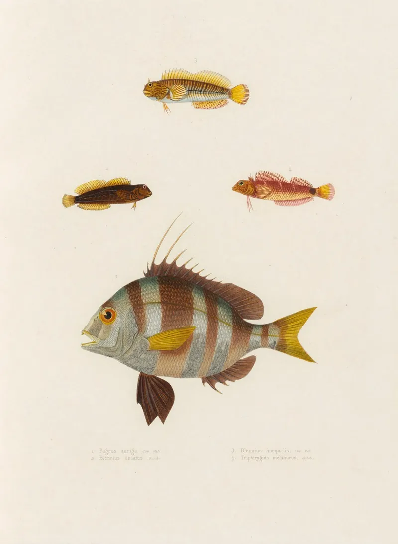 Pagrus Auriga Blennius Lineatus Blennius Inaequalis Tripterygion Melanurus Wall Art by Arthus Bertrand - High-Resolution Digital Print