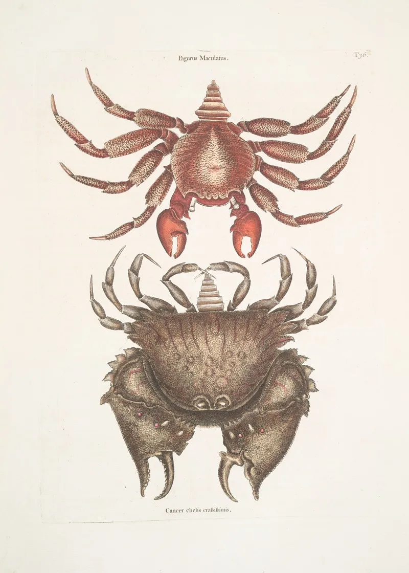 Pagurus Maculatus The Res Mottled Rosk Crab Cancer Chelis Crassissimis The Rough Shelld Crab Wall Art by Mark Catesby - High-Resolution Digital Print