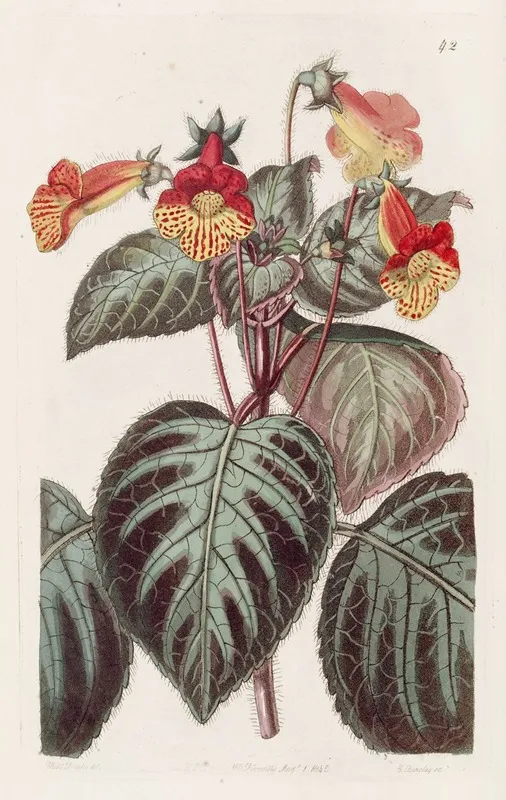 Painted Achimenes Wall Art by Sydenham Edwards - High-Resolution Digital Print