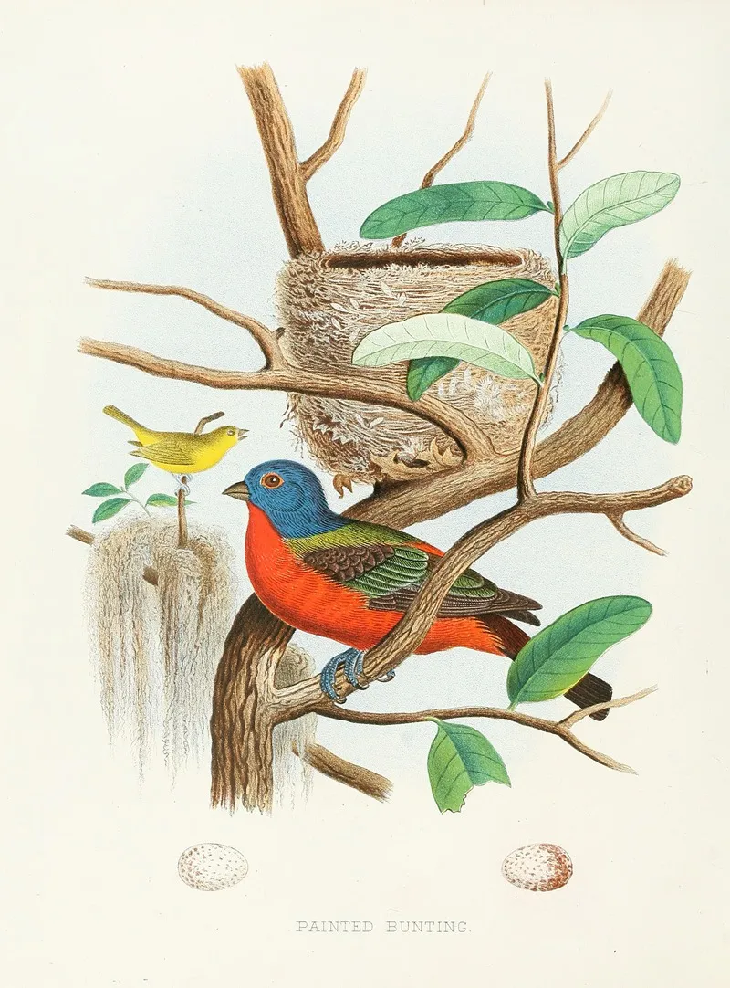 Painted Bunting Wall Art by Edwin L. Sheppard - High-Resolution Digital Print
