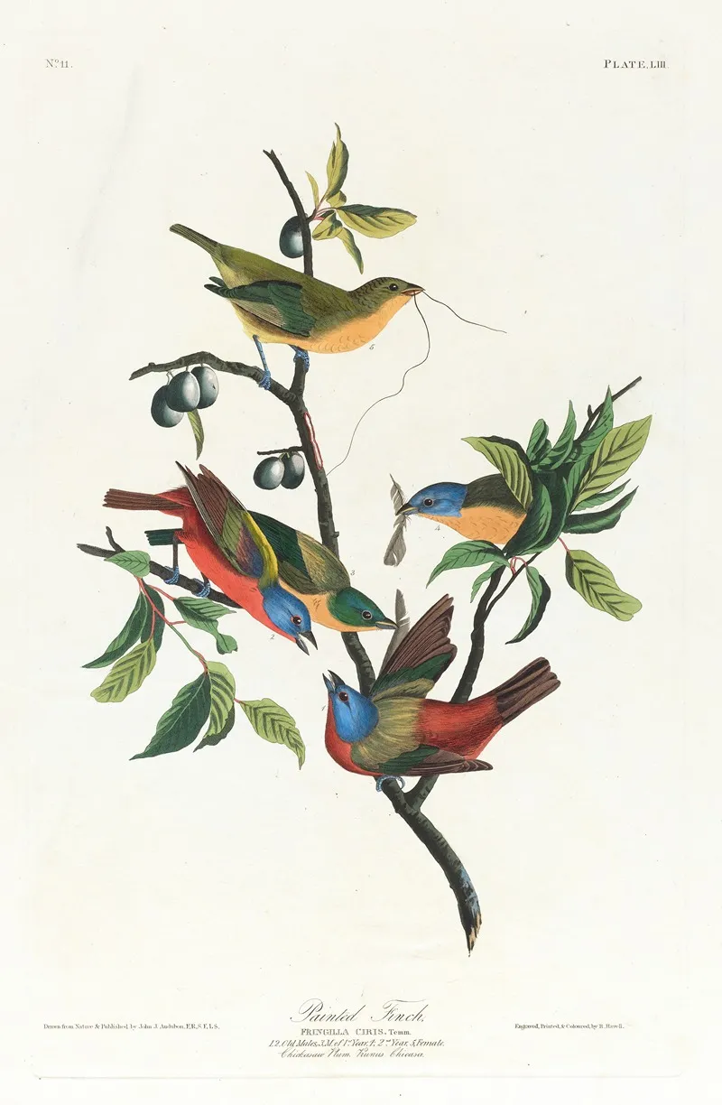Painted Finch Wall Art by John James Audubon - High-Resolution Digital Print