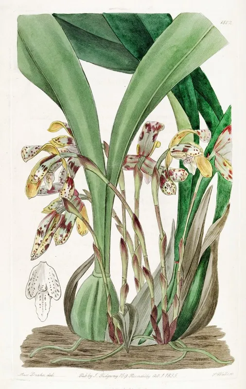 Painted Maxillaria Wall Art by Sydenham Edwards - High-Resolution Digital Print