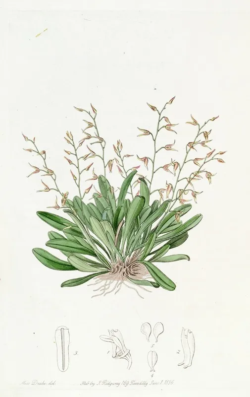Painted Pleurothallis Wall Art by Sydenham Edwards - High-Resolution Digital Print