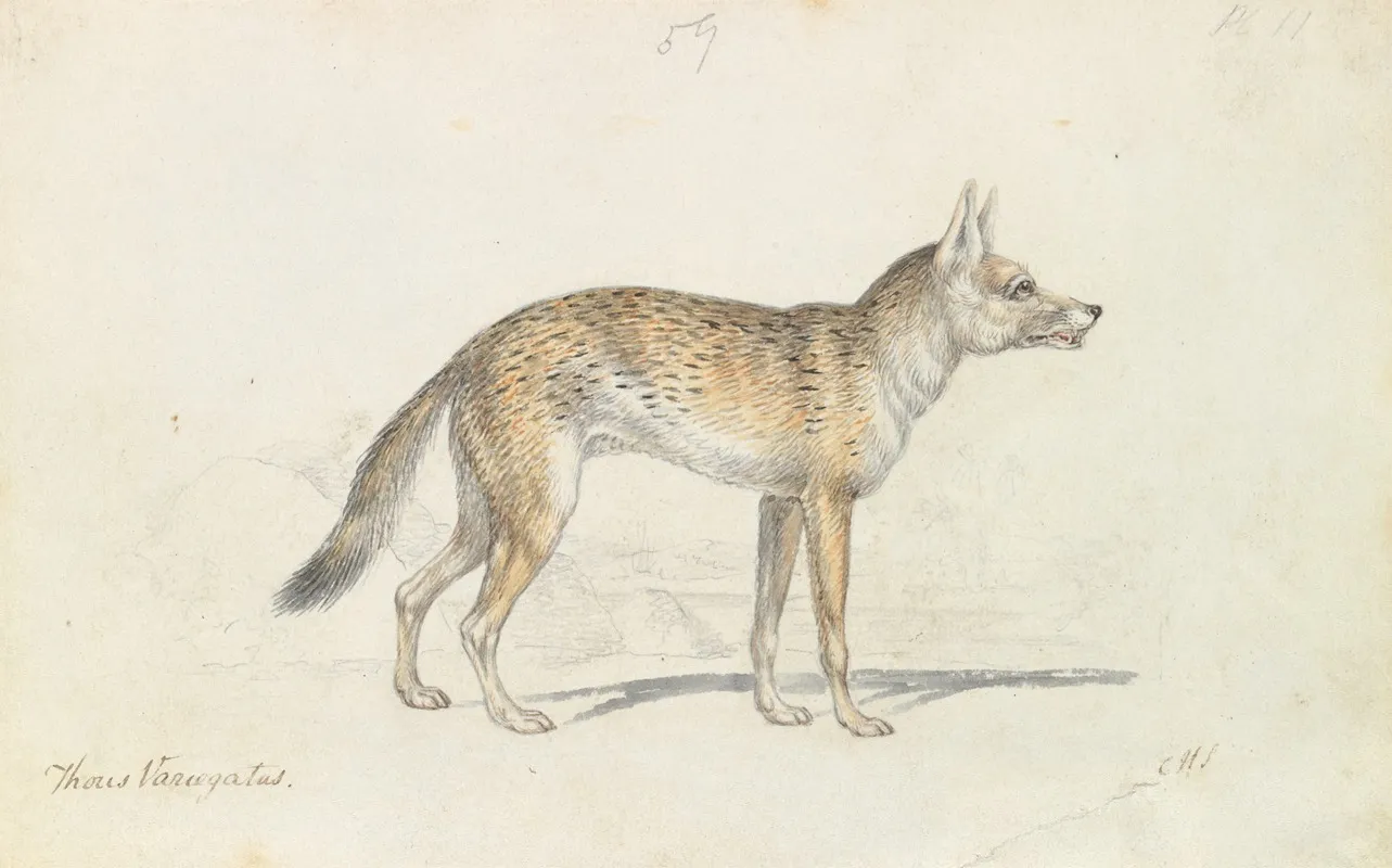 Painted Thous Dog