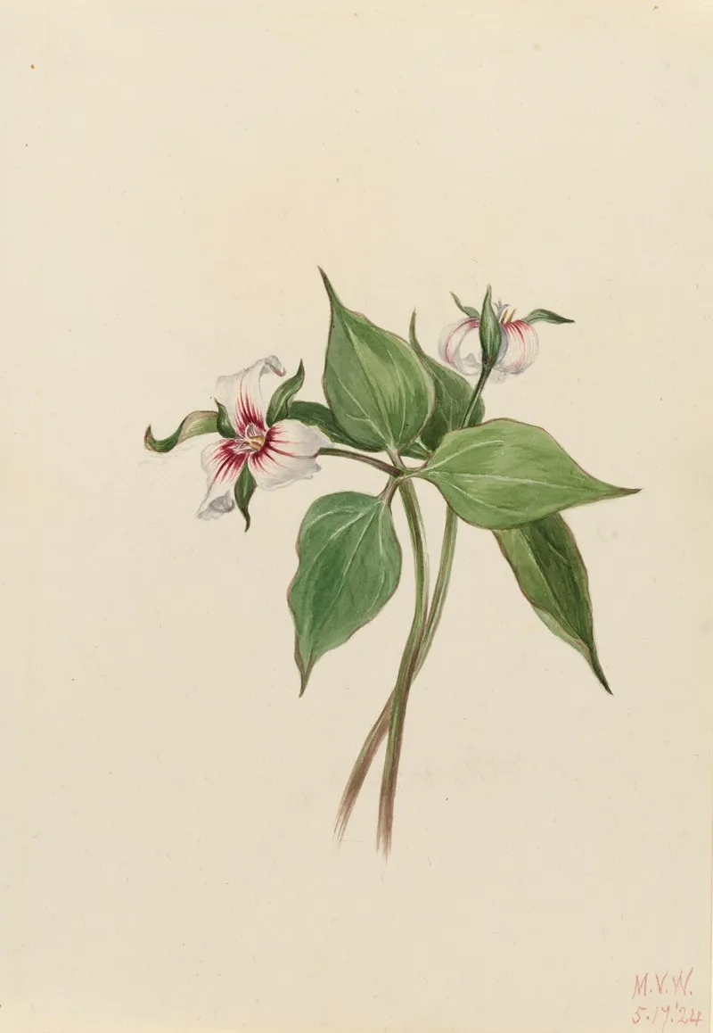 Painted Trillium Trillium Undulatum 2