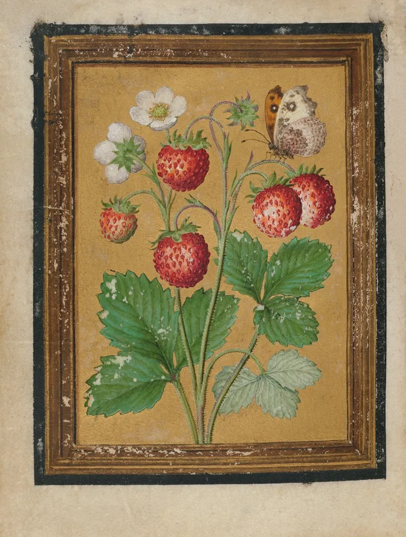 Paintings Of Flowers Butterflies And Insects Pl 2 Wall Art by Jacques Le Moyne de Morgues - High-Resolution Digital Print