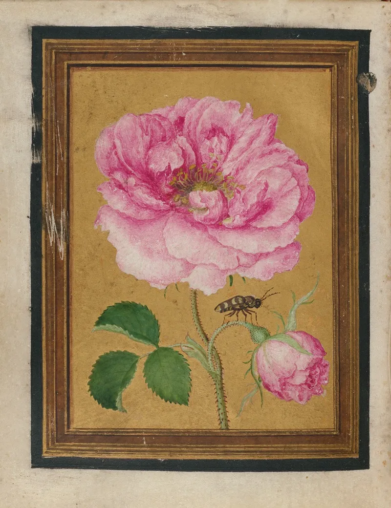 Paintings Of Flowers Butterflies And Insects Pl 6 Wall Art by Jacques Le Moyne de Morgues - High-Resolution Digital Print
