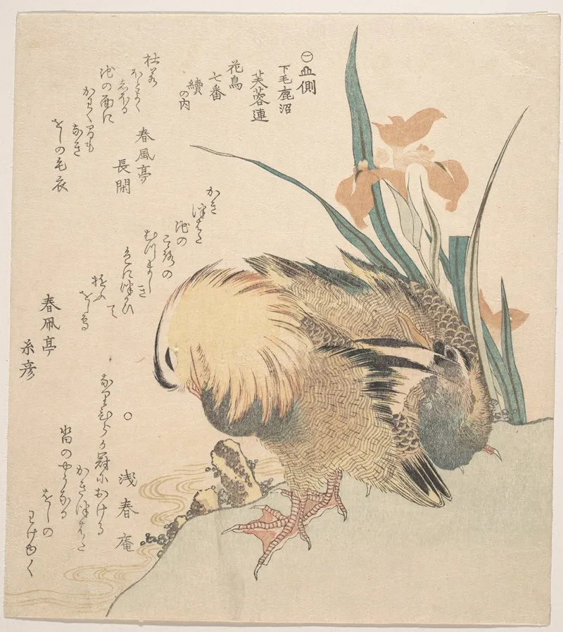 Pair Of Mandarin Ducks And Iris Flowers 2