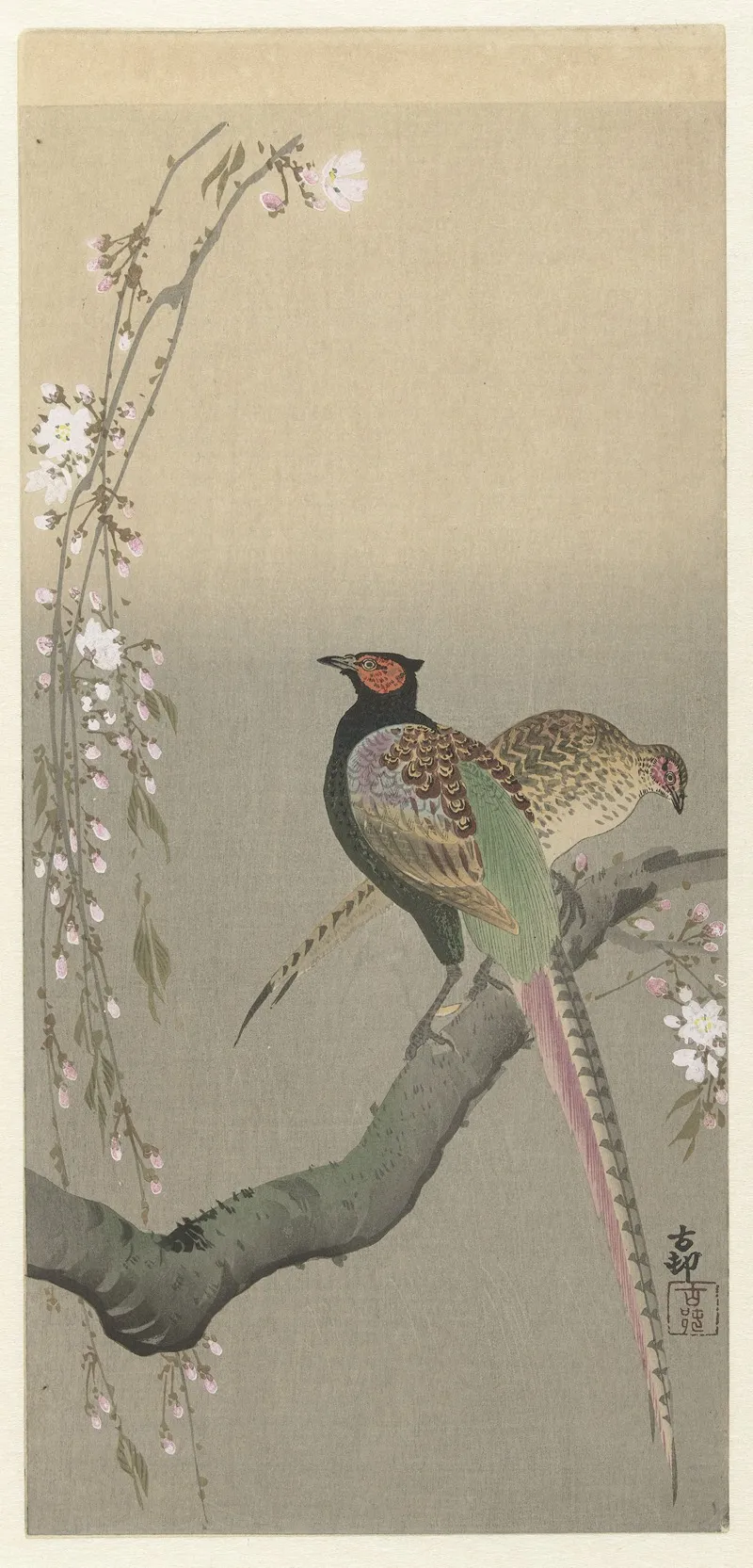 Pair Of Pheasants And Cherry Blossom Wall Art by Ohara Koson - High-Resolution Digital Print