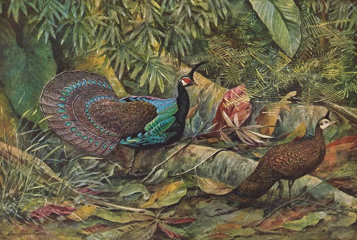 Palawan Peacock Pheasant Wall Art by Louis Agassiz Fuertes - High-Resolution Digital Print