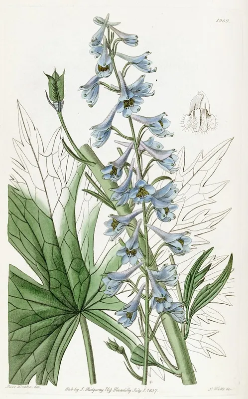 Pale Blue Variable Larkspur Wall Art by Sydenham Edwards - High-Resolution Digital Print