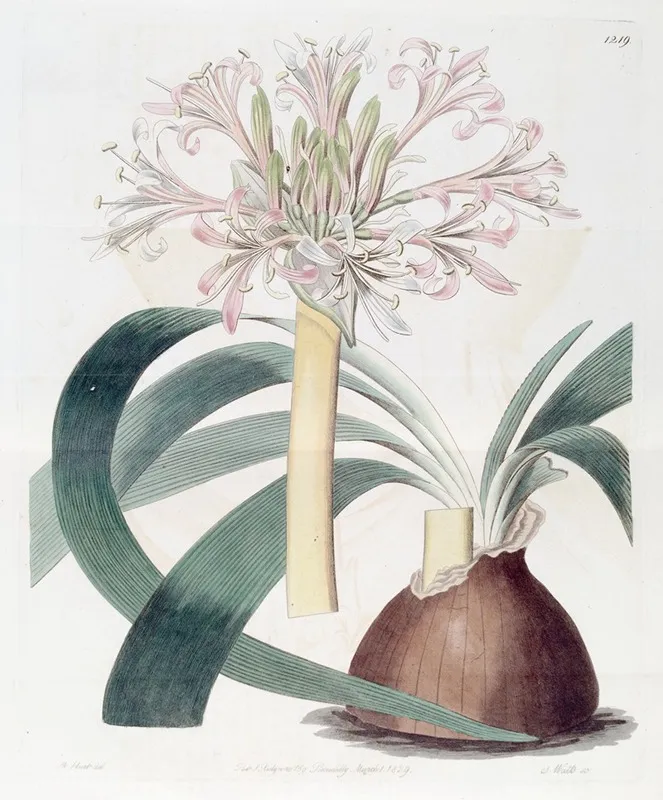 Pale Corana Amaryllis Wall Art by Sydenham Edwards - High-Resolution Digital Print
