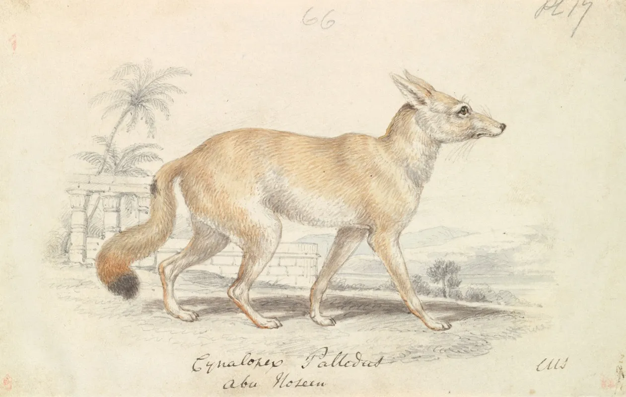Pale Dog Fox