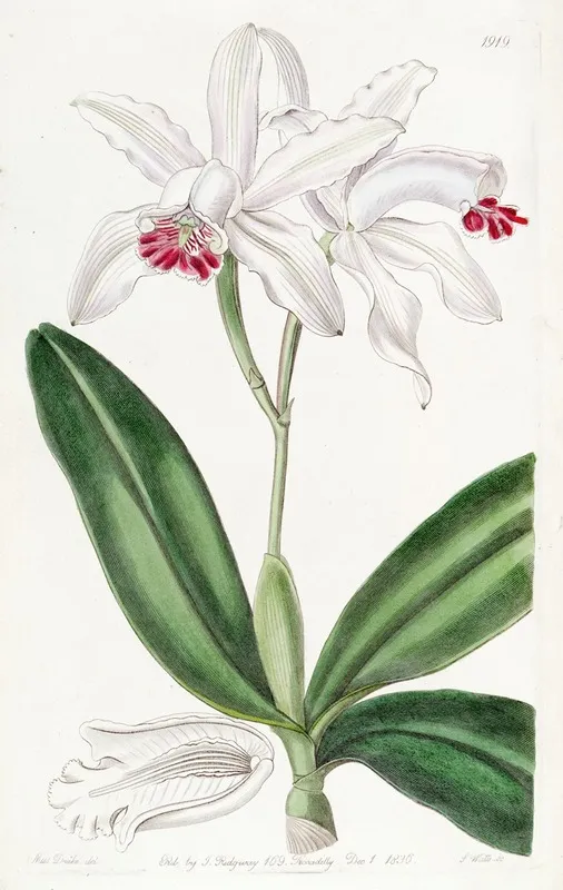Pale Flowered Intermediate Cattleya Wall Art by Sydenham Edwards - High-Resolution Digital Print