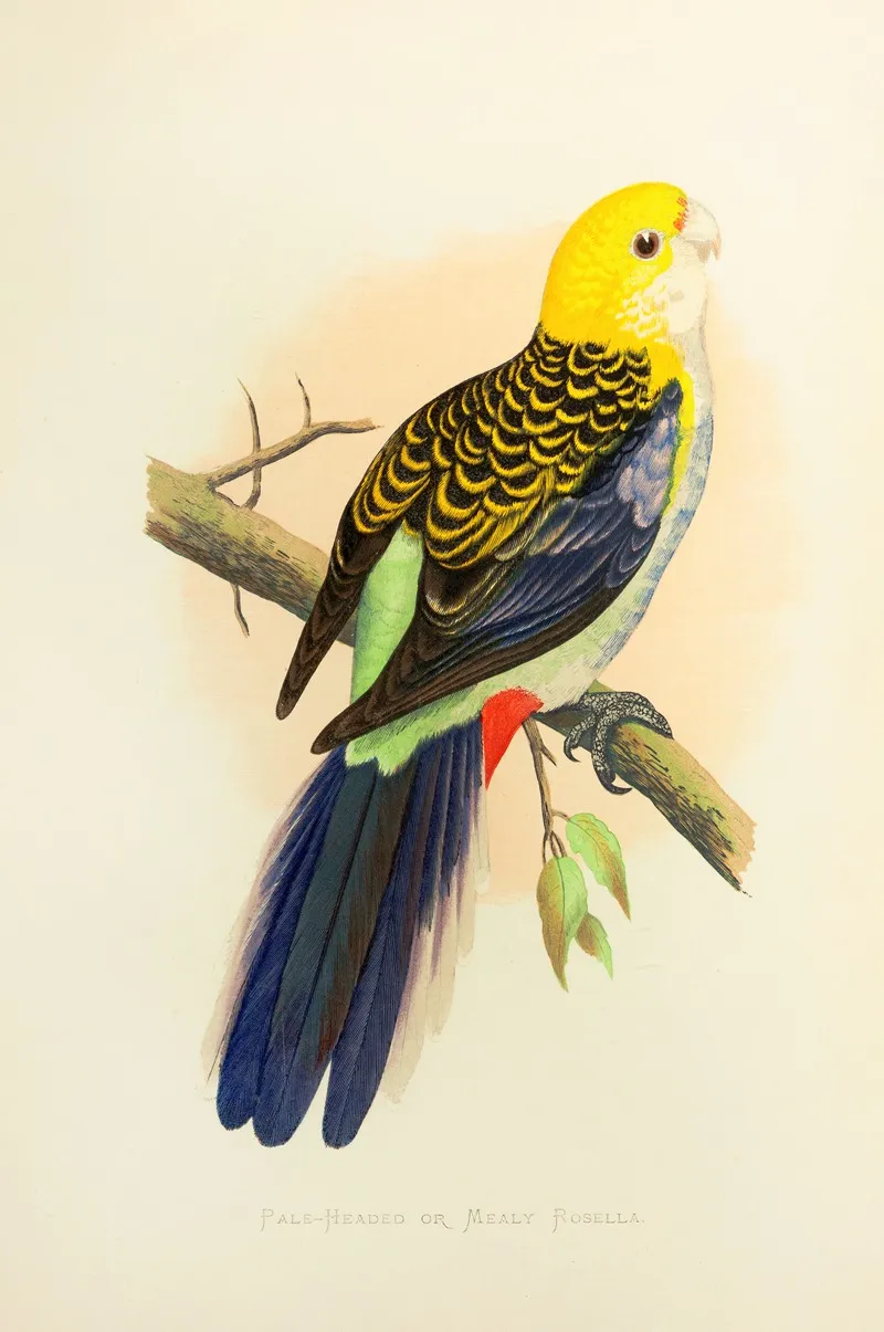 Pale Headed Or Mealy Rosella Wall Art by Alexander Francis Lydon - High-Resolution Digital Print