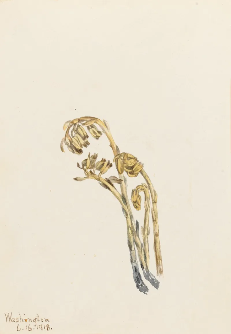Pale Pinesap Hypopitys Americana 2