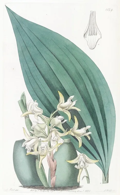 Pale Yellow Maxillaria Wall Art by Sydenham Edwards - High-Resolution Digital Print