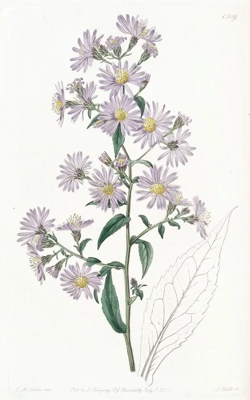 Pallid Aster Wall Art by Sydenham Edwards - High-Resolution Digital Print