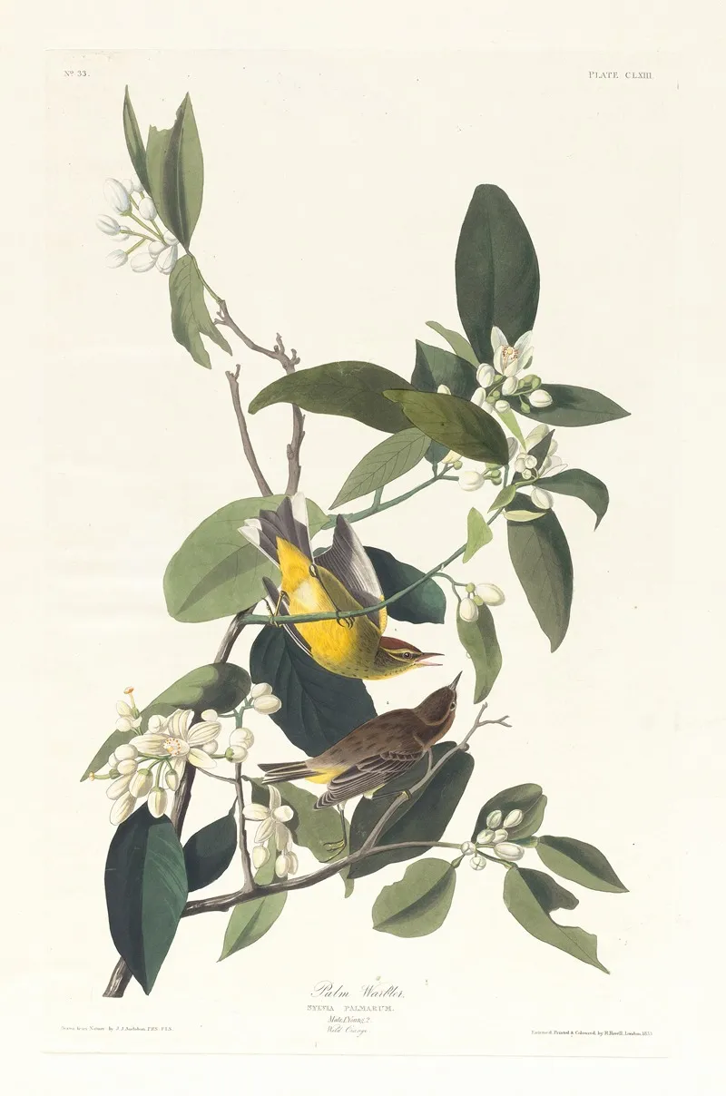 Palm Warbler Wall Art by John James Audubon - High-Resolution Digital Print