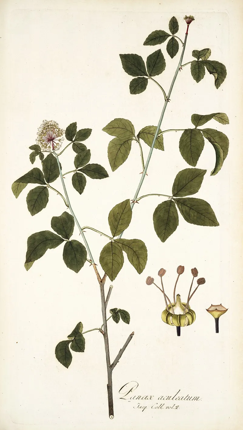 Panax Aculeatum Wall Art by Nikolaus Joseph Freiherr von Jacquin - High-Resolution Digital Print