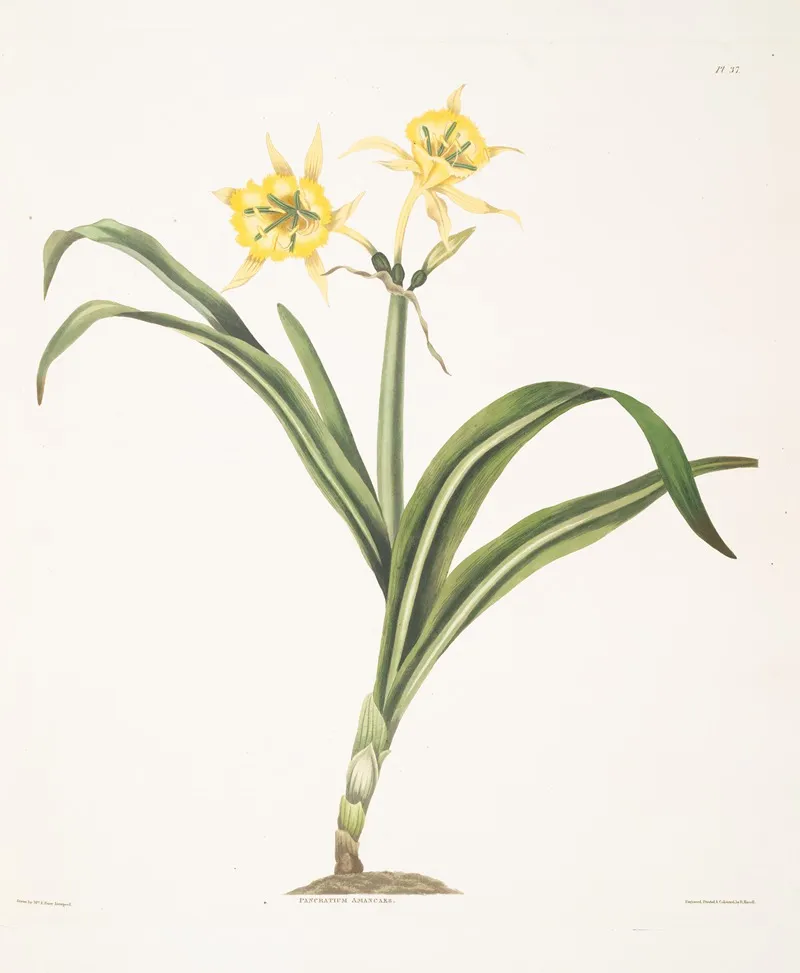 Pancratium Amancaes 2 Wall Art by Priscilla Susan Bury - High-Resolution Digital Print