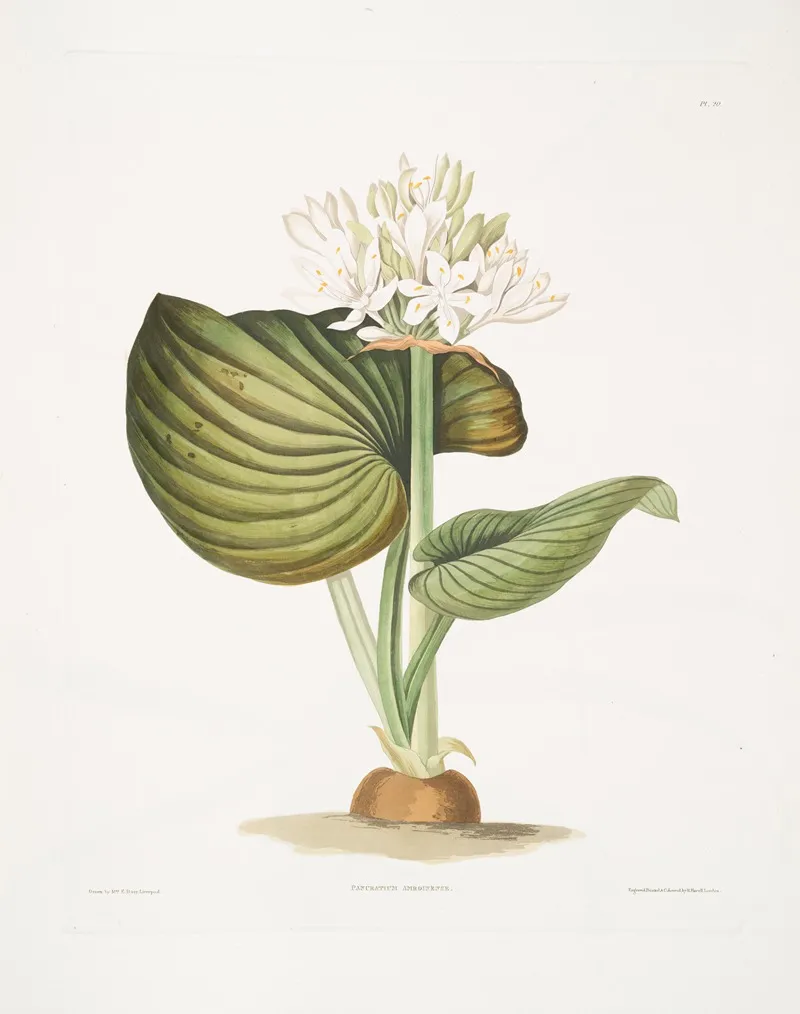 Pancratium Amboinense 2 Wall Art by Priscilla Susan Bury - High-Resolution Digital Print