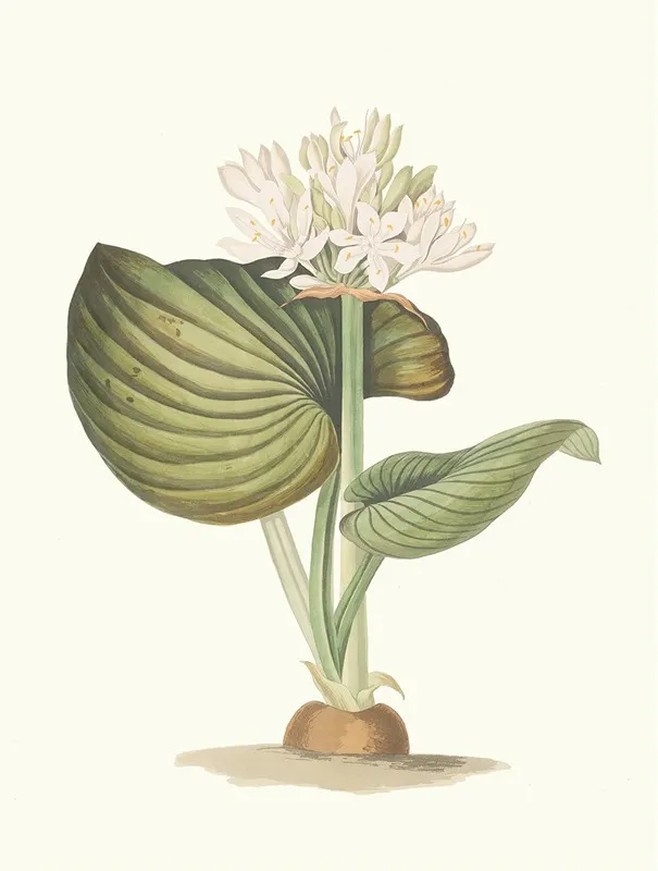 Pancratium Amboinense Wall Art by Priscilla Susan Bury - High-Resolution Digital Print