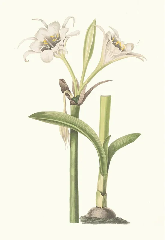 Pancratium Calathinum Wall Art by Priscilla Susan Bury - High-Resolution Digital Print