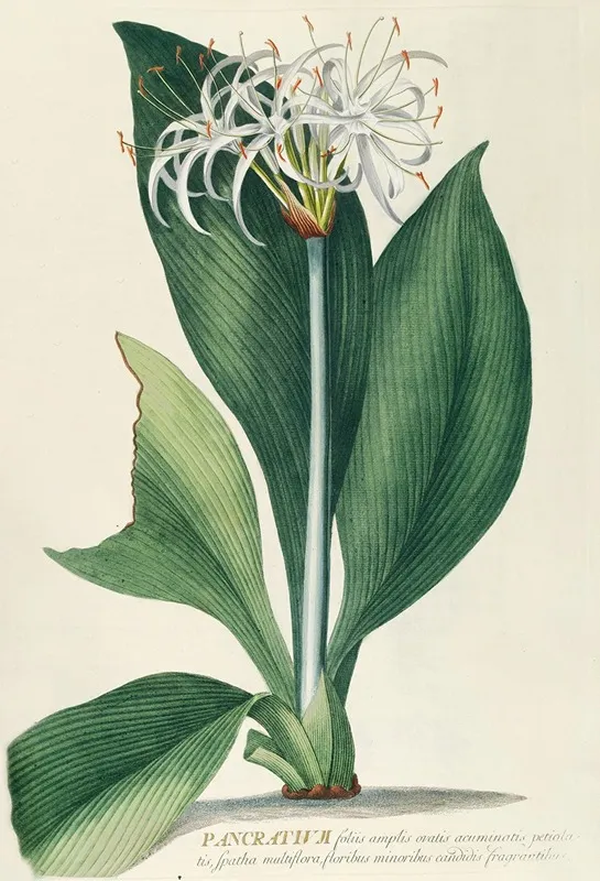 Pancratium Ii Wall Art by Georg Dionysius Ehret - High-Resolution Digital Print