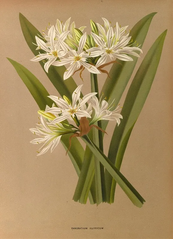 Pancratium Illyricum Wall Art by Arentina Hendrica Arendsen - High-Resolution Digital Print