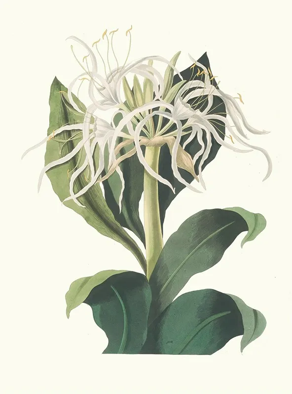 Pancratium Specidsum Wall Art by Priscilla Susan Bury - High-Resolution Digital Print