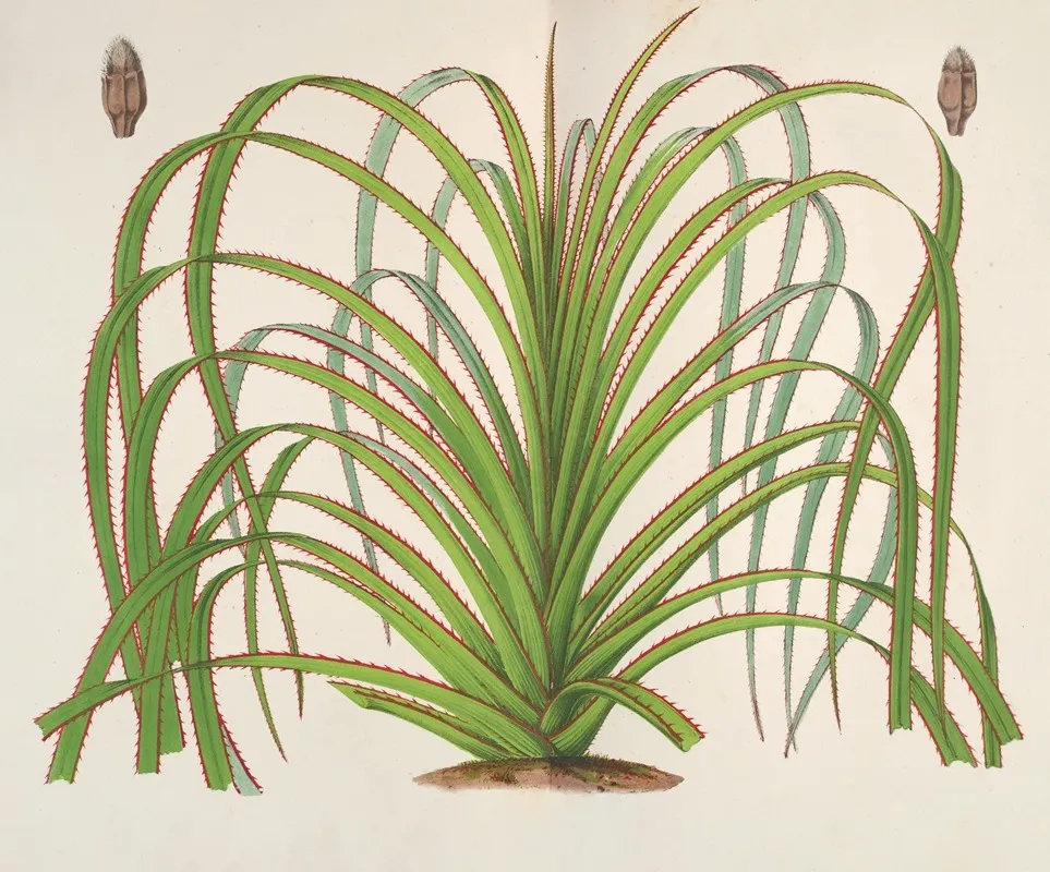 Pandanus Mauritianus Wall Art by Charles Antoine Lemaire - High-Resolution Digital Print