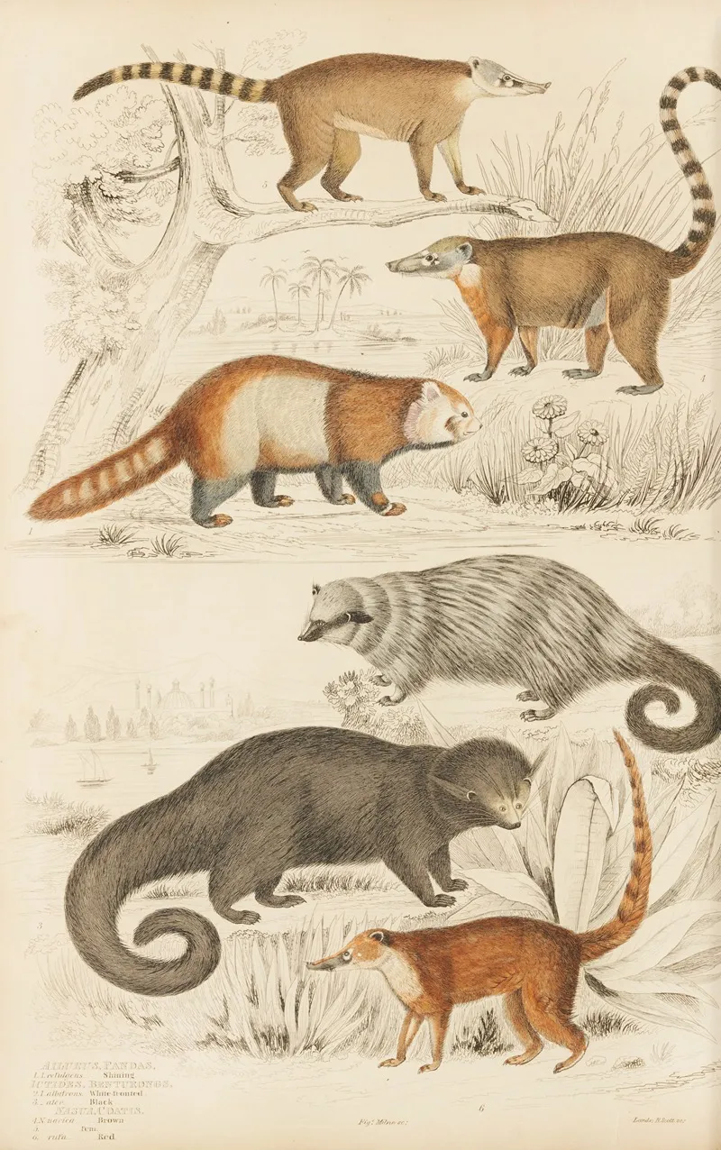Pandas Wall Art by William MacGillivray - High-Resolution Digital Print