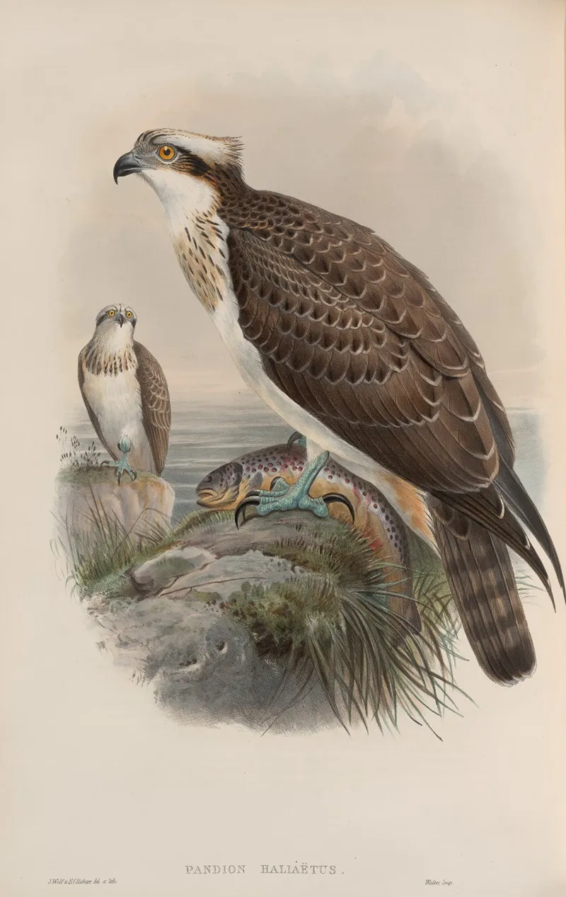 Pandion Haliaetus Osprey Wall Art by John Gould - High-Resolution Digital Print