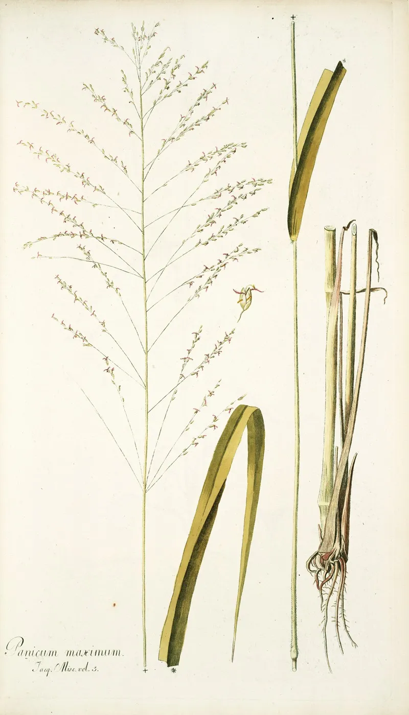 Panicum Maximum Wall Art by Nikolaus Joseph Freiherr von Jacquin - High-Resolution Digital Print